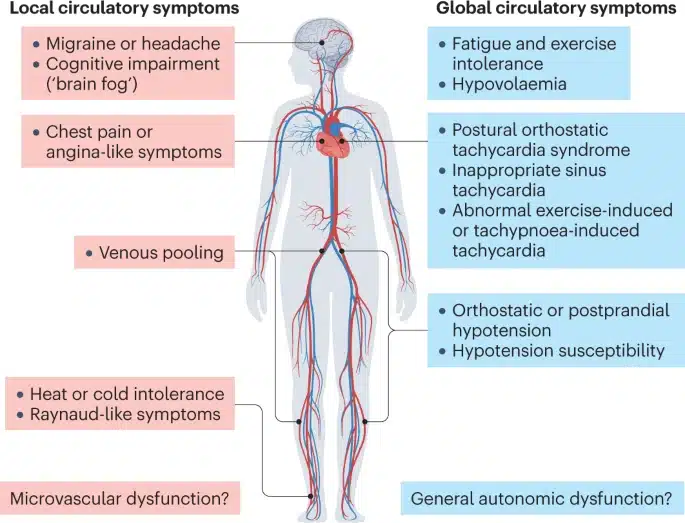 Long circulatory system and Global circulatory Symptoms