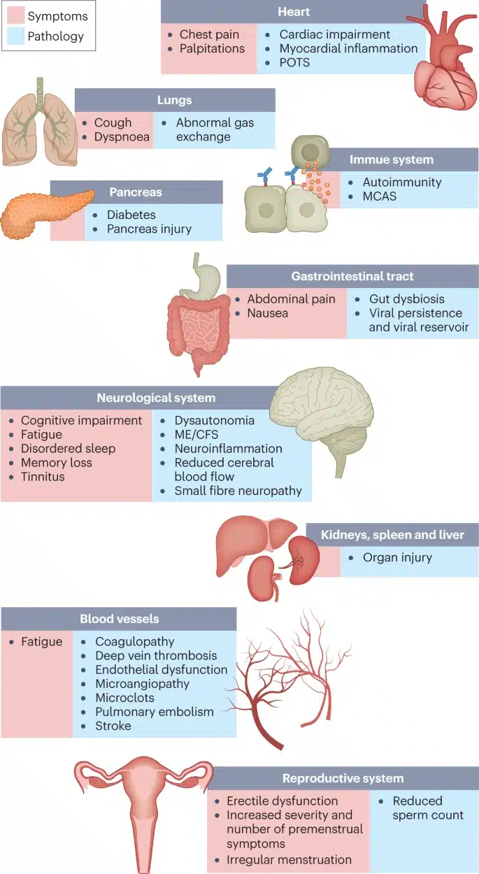 Long Covid Symptoms and Pathology