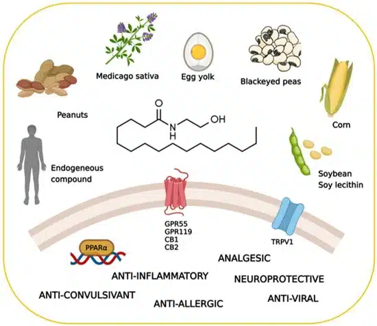 Diet to increase your immune system