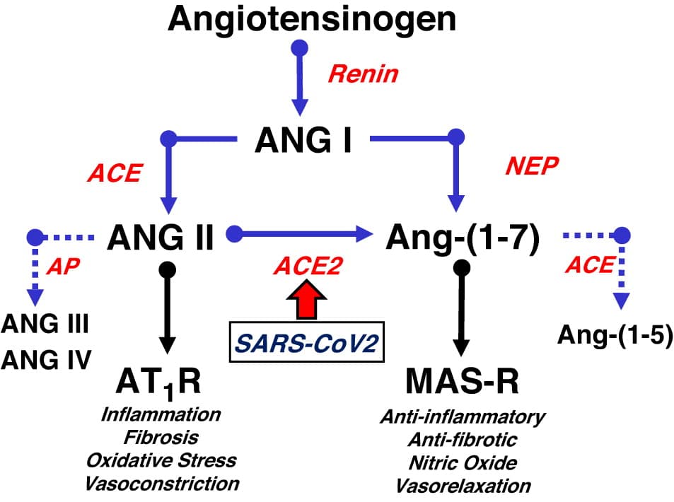 COVID-19, ACE2, and the cardiovascular consequences