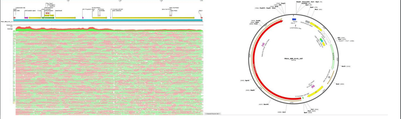 plasmid DNA Test