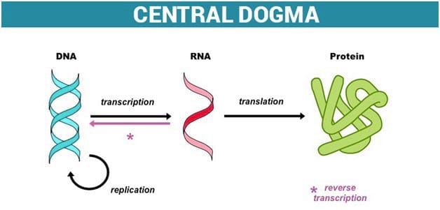 Central Dogma