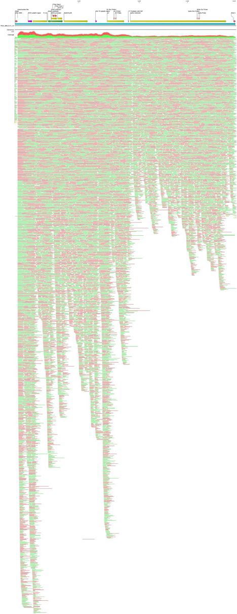 Pieces of DNA in two batches