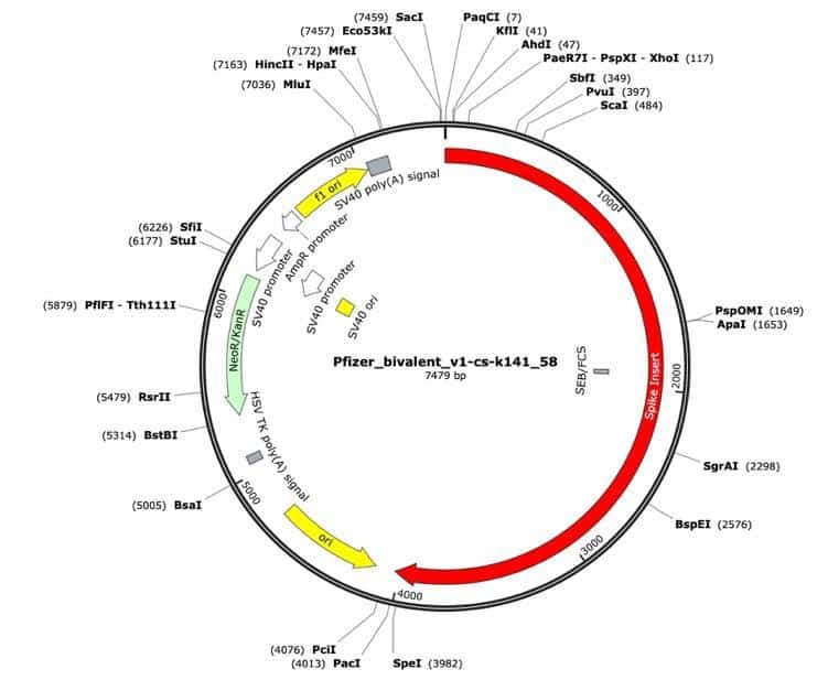 Pfizer-bivalent v1-cs-k141-58