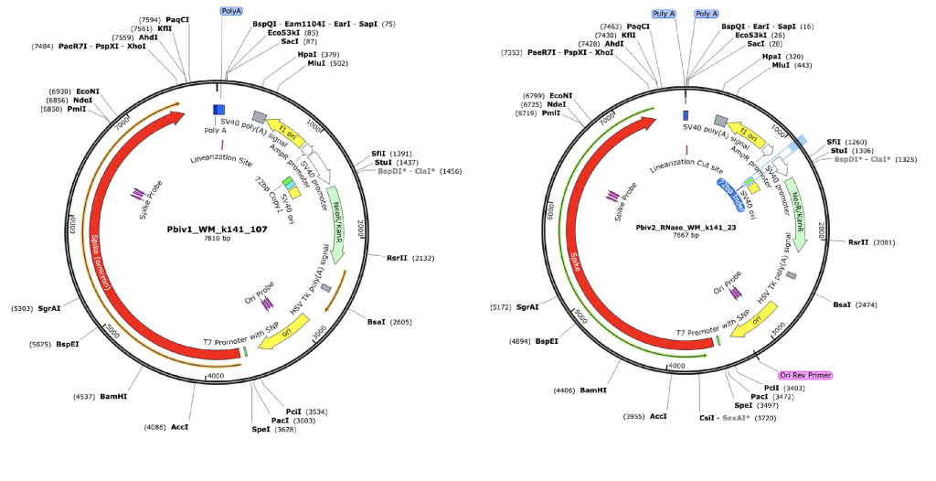 Pfizer bivalent vaccine assembly of the RNA-seq library