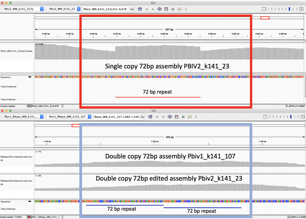 Single copy 72bp assembly and Double copy 72bp assembly