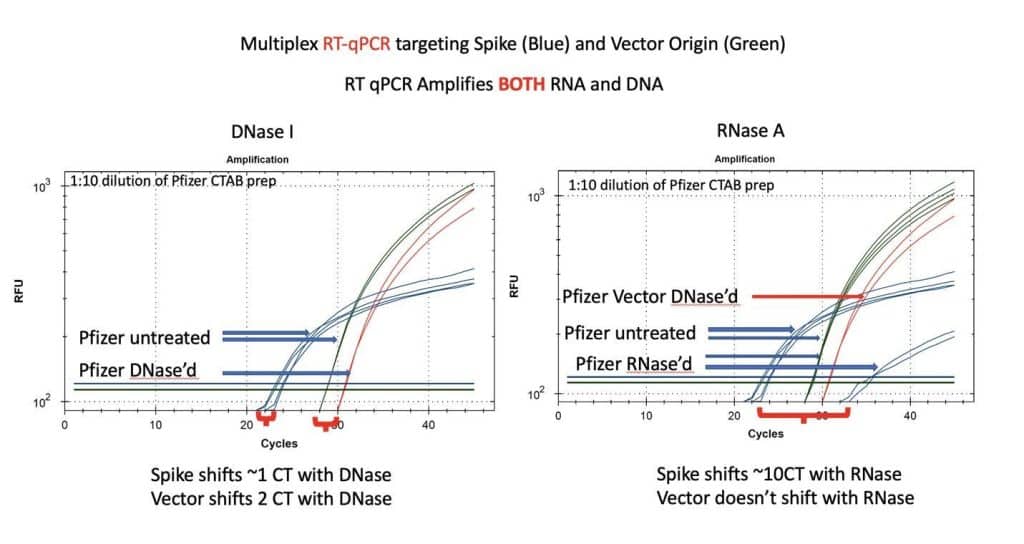 RT-qPCR Amplifies Both RNA and DNA