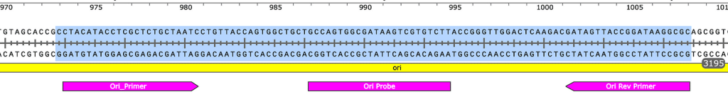 Poly adenylation sequence