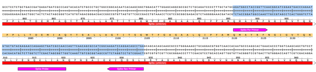 Poly adenylation sequence